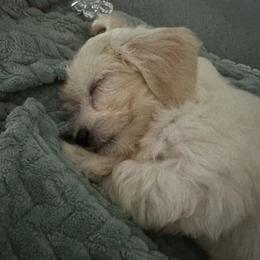 Coton de Tulear and Poodle Puppies from Legacy Pets
