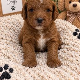 Harvest - Red  male Goldendoodle puppy in Burleson, Texas from Thompson Doodles