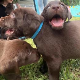 Maxwell Edison, blue collar - Chocolate male Labrador Retriever puppy in Longmont, Colorado from Cornwell Labradors