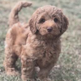 HARPER - Caramel female Labradoodle puppy in Manchaca, Texas from Heartrock Labradoodles