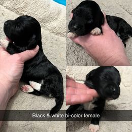 Bernedoodle, Cockapoo, and Goldendoodle Puppies from Clad Doodles