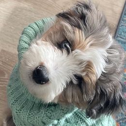 Aussiedoodles from Mills River Doodles