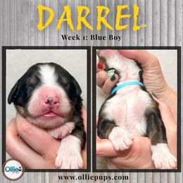 Darrel - Tri-color male Bernedoodle puppy in Boiling Springs, South Carolina from OlliePups, LLC