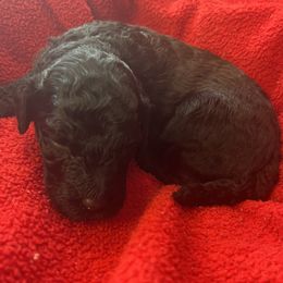 Choo-Choo - Black female Sheepadoodle puppy in Buford, Georgia from Guppy Puppies