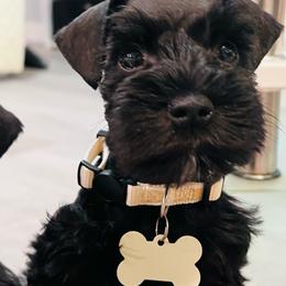Hades - Black male Miniature Schnauzer puppy in Lehigh Acres, Florida from Regency Schnauzer