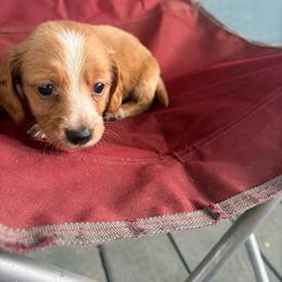 Kiwi - Red female Dachshund puppy in Conroe, Texas from Dots Dachshunds