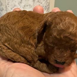 Girl 1 - Red  female Poodle puppy in Tupelo, Mississippi from Ruby D. Farms