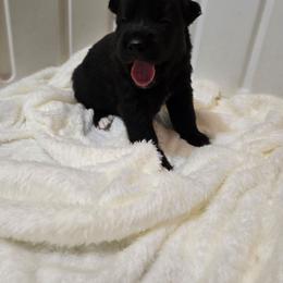 Girl 1 - Black female Siberian Husky puppy in Richlands, North Carolina from Velaris Huskies