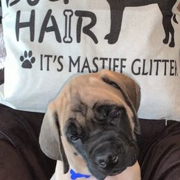 Mastiff Puppies from Eagle Pond Mastiffs