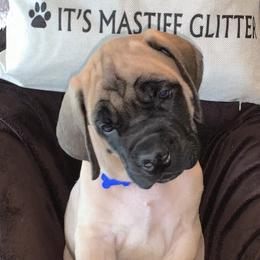Mastiff Puppies from Eagle Pond Mastiffs