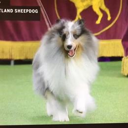 Renegade - Shetland Sheepdog
