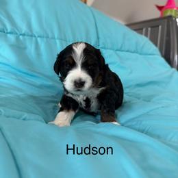 Hudson - Tri-color male Bernedoodle puppy in Horseshoe Bend, Idaho from Over the Moon Poodles and Doodles