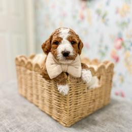 Ray - Red  male Goldendoodle puppy in Sulphur, Louisiana from Curly Q’s Of Carlyss