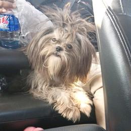 Memphis - Shih Tzu