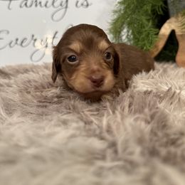Sage - Chocolate and cream female Dachshund puppy in Stilwell, Oklahoma from B & K Dachshunds