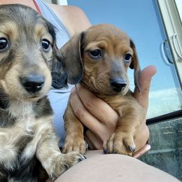 Dachshund Puppies from Wild West Weenies