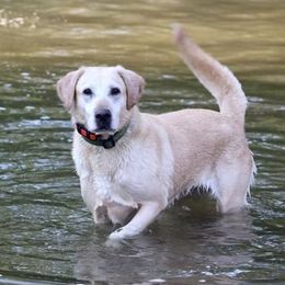 Stormy - Labrador Retriever