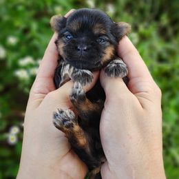 Rare Babydoll Cloudjumper - Brindle female Mal-Shi puppy in Barren Springs, Virginia from Seeking Shalom Acres Maltese, Maltipoos & Havamalts