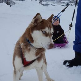 "Stella ( mom)" Siberian Husky All Grown Up from Kates Methow Siberians