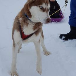"Stella ( mom)" Siberian Husky All Grown Up from Kates Methow Siberians