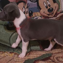 Tramp - White and blue male Rat Terrier puppy in Conroe, Texas from Mysthaven Rat Terriers