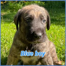 Blue - Brindle male Irish Wolfhound puppy in Alexander, Arkansas from Isham's Huskies and Shamrock Irish Wolfhounds