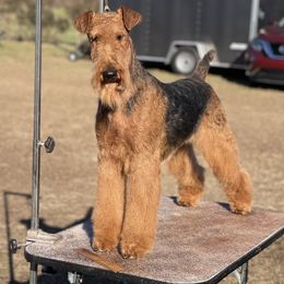 Airedale Terriers and Lakeland Terriers from Wood Note Airedale & Lakeland Terriers