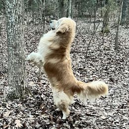 Oscar - Golden Retriever