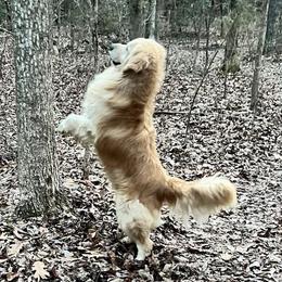 Oscar - Golden Retriever