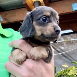 Princess Diana - Blue and cream female Dachshund puppy in Vero Beach, Florida from Joseph’s Dachshunds