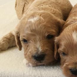 Hanna male 1 - male Cavapoochon puppy in Fredericksburg, Ohio from Timshell Farm Specialty Crossbreed Puppies