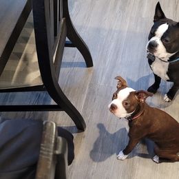 Boston Terriers from Harvey's Baby Bostons