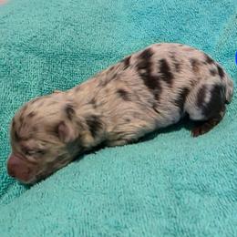 Oak - Red merle male Aussiedoodle puppy in Loveland, Colorado from A&L Ranch Aussiedoodles