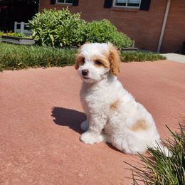 Cavapoo Puppies from California Doodles (central coast)