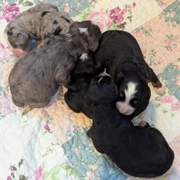 Bernedoodle puppies from Quartz Mountain Doodles