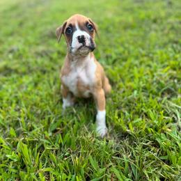 Girl 1 - Fawn female Boxer puppy in Prestonsburg, Kentucky from Diamond Standard Boxers