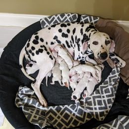 Dalmatian Puppies from Coachside Dalmatians