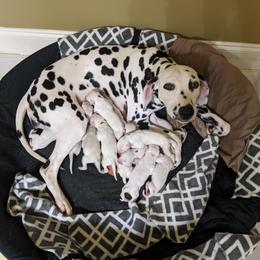 Dalmatian Puppies from Coachside Dalmatians