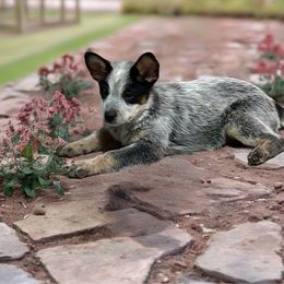 Girl 3 - Blue speckled female Australian Cattle Dog puppy in Waterloo, South Carolina from Star Ranch Australian Cattle Dogs