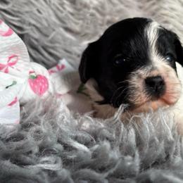 Mochi - Black and white female Cockapoo puppy in Tampa, Florida from Designer Puppy Boutique