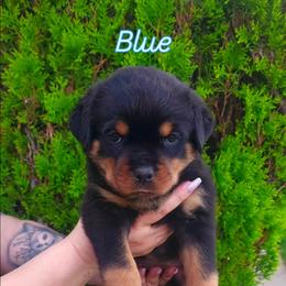 Blue - Black and mahogany female Rottweiler puppy in San Bernandino, California from VON DER SENTINEL