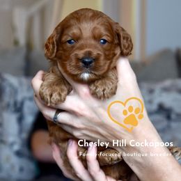 Cockapoo Puppies from Chesley Hill Cockapoos