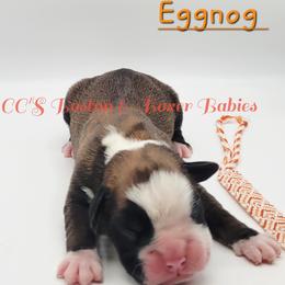 Eggnog - Fawn male Boxer puppy in Lascassas, Tennessee from CC's Boston, Boxer & Frenchie Babies