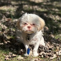 Shih Tzus from Little Healthy Purebred Pups
