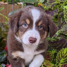 Miniature American Shepherds from Providence Kennels