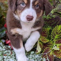 Miniature American Shepherds from Providence Kennels