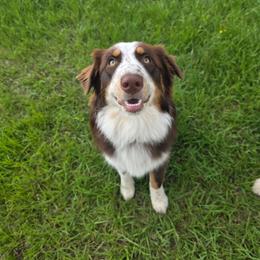 Winter - Australian Shepherd