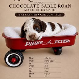 Rivers - Black white and tan male Cockapoo puppy in Connersville, Indiana from MoonShine Babies