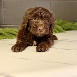Maple - Brown female Bernedoodle puppy in Winfield, Alabama from Rose Lane Doodles