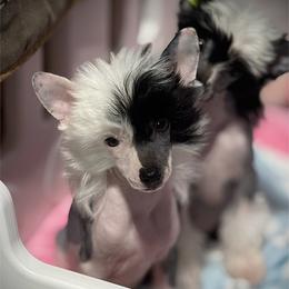 Chinese Crested puppies from Gracieux Chinese Cresteds